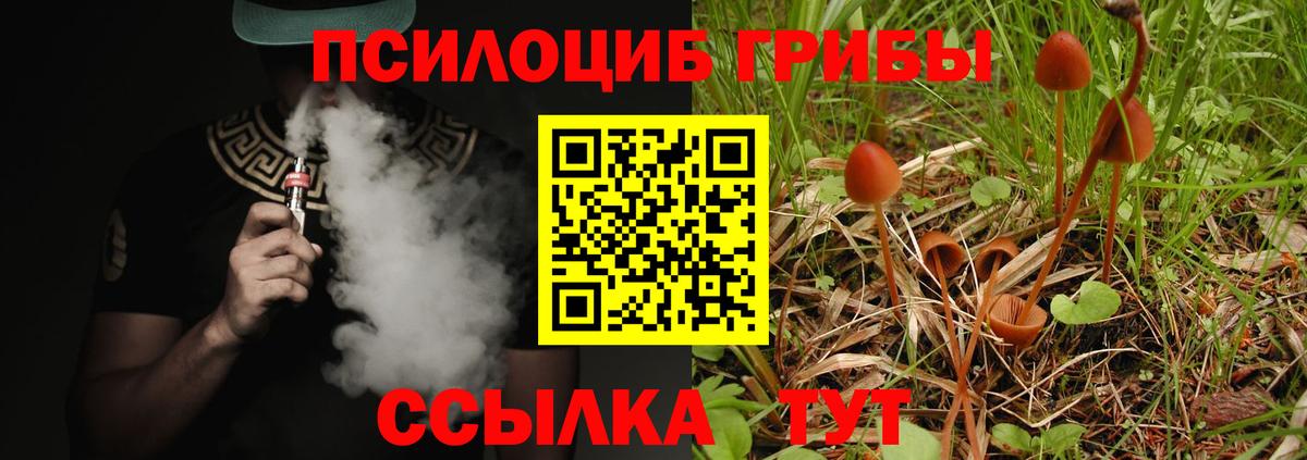 Галлюциногенные грибы Psilocybe Таганрог